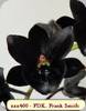 Catasetum Frank Smith